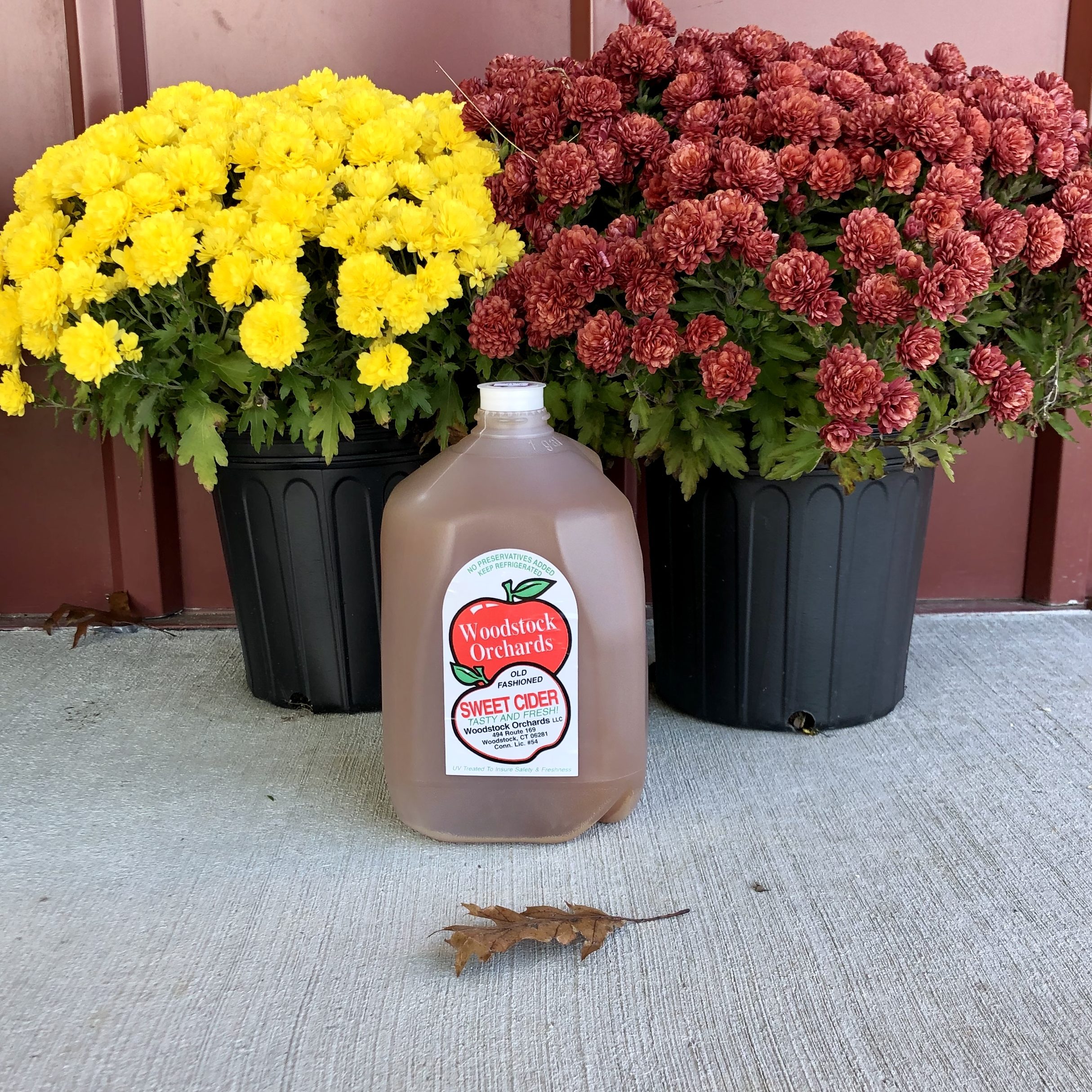 IMG_2617 1 gallon carton of Woodstock Orchards cider in front of yellow nad red mums